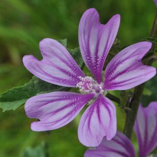 Malva (Malva sylvestris)