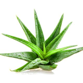 Aloe Vera (Aloe vera gel)