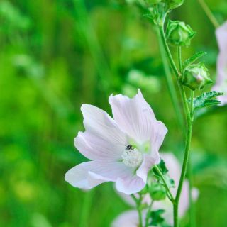Altea (Althaea officinalis)